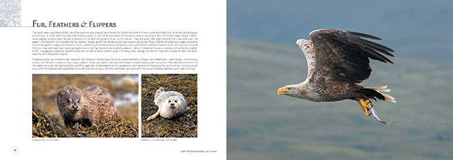 Mull Wildlife 1/sea eagle