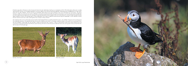 Mull Wildlife 2/Puffin 