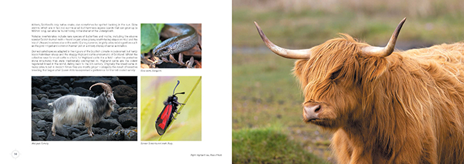 Mull Wildlife 3/Highland Cow