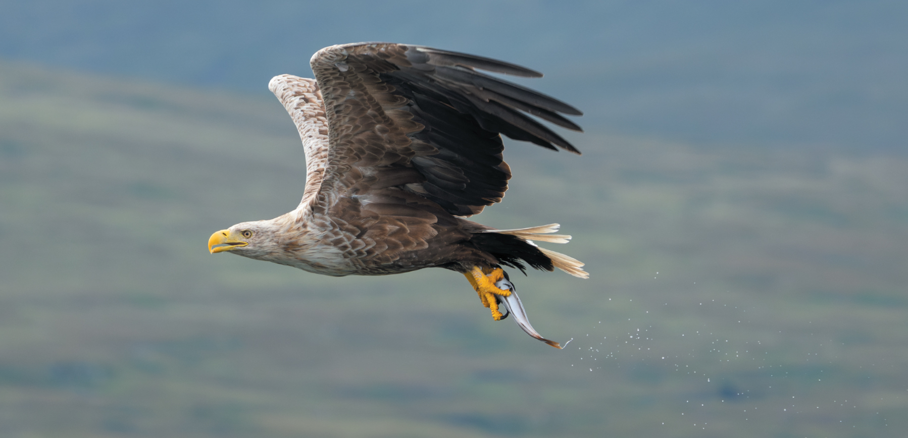 White-tailed eagle - mull